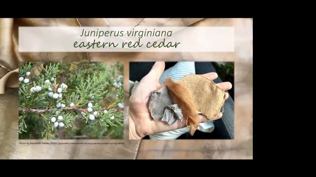 Local Wild Plants For Botanical Dyes Webinar