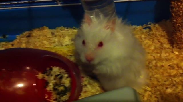 Сонный Хомяк! смотреть онлайн