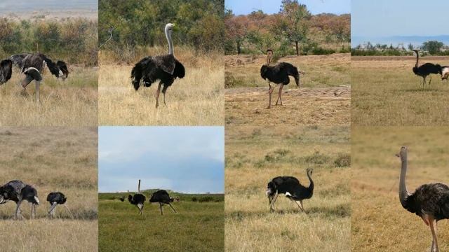 Generating Ostrich, Struthio Camelus with Deep Learning смотреть онлайн