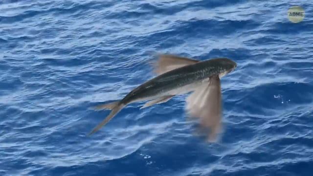 8 обитателей морских глубин: от жутких до сюрреалистичных смотреть онлайн