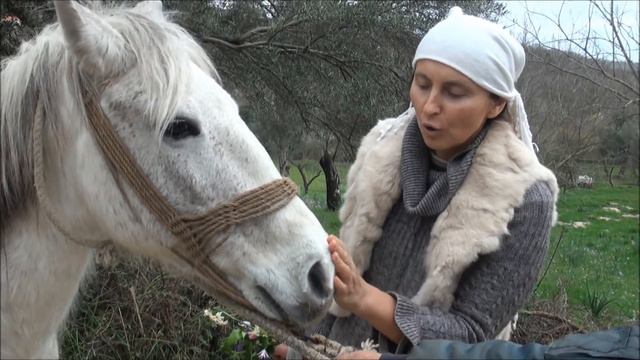 Курсы остеопатии и ипотерапии в Черногории смотреть онлайн