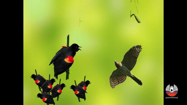 Naturalist Nights: The Language Of Birds With Nathan Pieplow