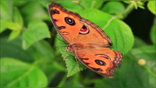 Стихотворение «Сегодня Бог проснулся на рассвете…» смотреть онлайн