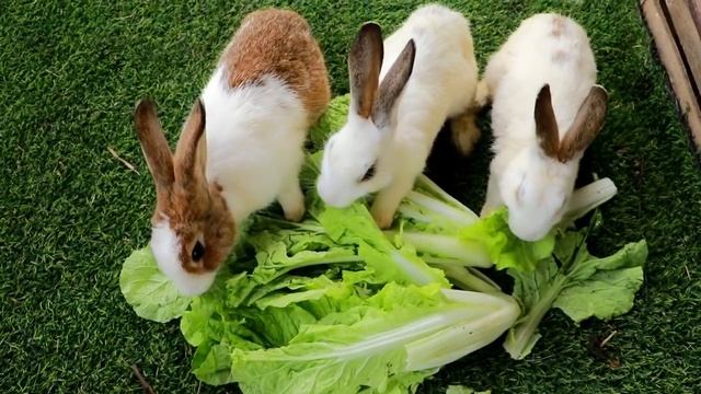 Pick dragon fruit and catch chicken in forest-Mother cooking eggs curry with daughter for dinner смотреть онлайн