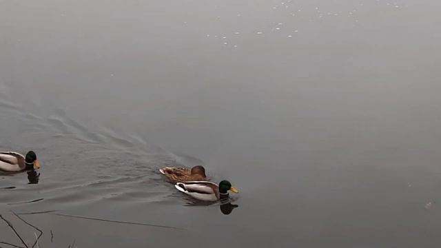 🎼🎶 Вера в завтрашний день - Yukie Nishimura - Ashita Wo Shinjite смотреть онлайн