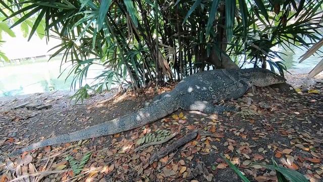 HAYAL ETTİĞİN HER ŞEYİ BULABİLECEĞİN ŞEHİR BANGKOK. смотреть онлайн