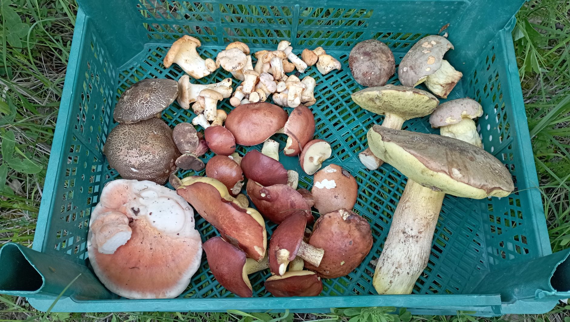 Вразвалочку за БОРОВИКАМИ, ЛИСИЧКАМИ, МАСЛЯТАМИ и МОХОВИКАМИ. По грибы 14 мая 2023 года. смотреть онлайн