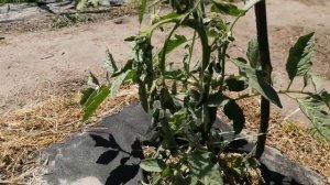 Листья на томатах висят как тряпки! Какая причина?