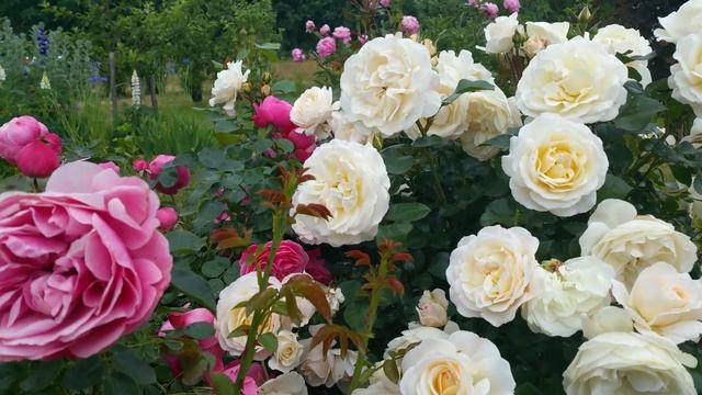 Роза Leonardo Da  Vinchi