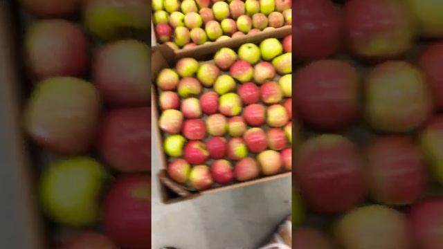 Яблоки сорт Флорина, сезон 2020 смотреть онлайн