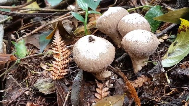 Lycoperdon perlatum liberando esporos смотреть онлайн
