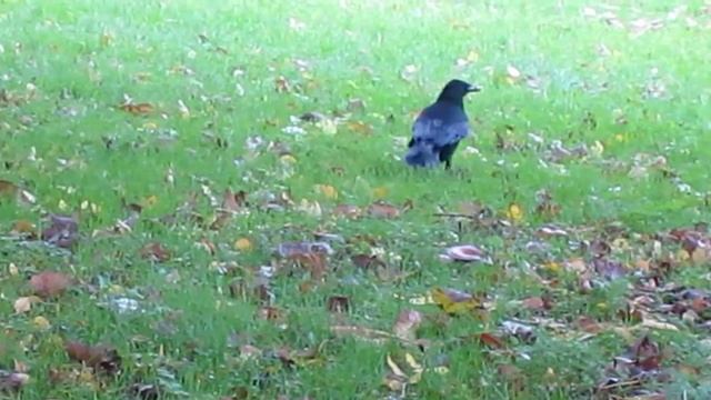 Food Caching Crow (Corvus corone) смотреть онлайн