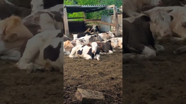 Доставка парной телятины по всей Саратовской области #балаково #вольск #саратов #телятина #маркс смотреть онлайн