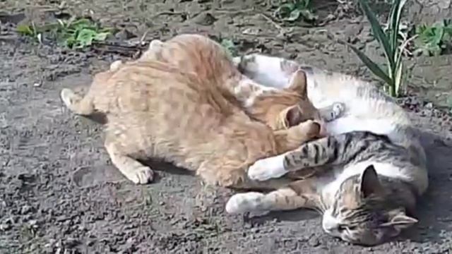 ?Мамино молоко вкусное  даже для взрослых котят?