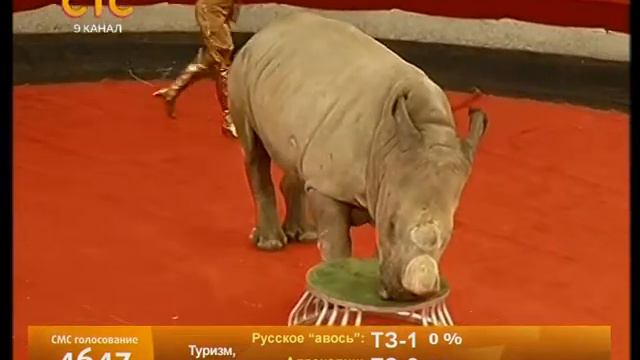 Программа в цирке с жирафом продолжается смотреть онлайн