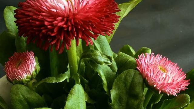 Amazing and Most Beautiful Bellis Perennis Flowers смотреть онлайн