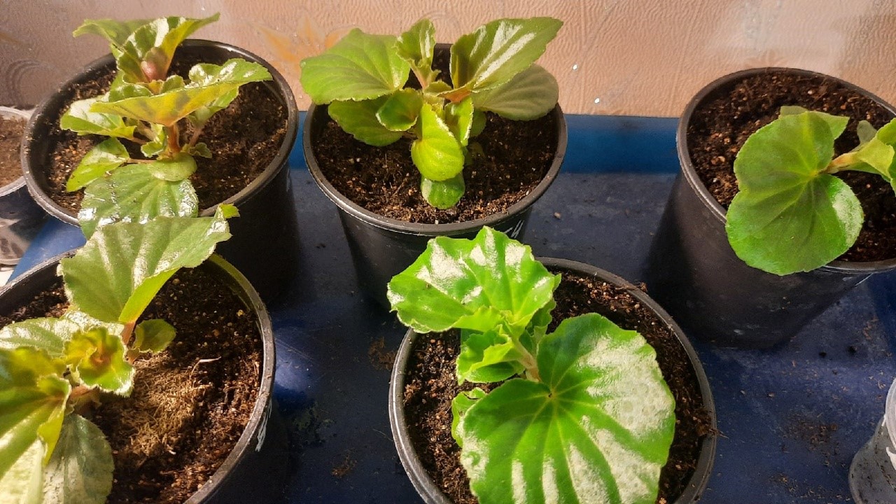 Обзор бегоний из семян. Новинка ампельная бегония "ХУЛА". Черенкование перевалка. смотреть онлайн