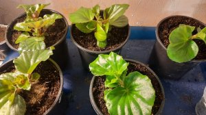 Обзор бегоний из семян. Новинка ампельная бегония "ХУЛА". Черенкование перевалка.