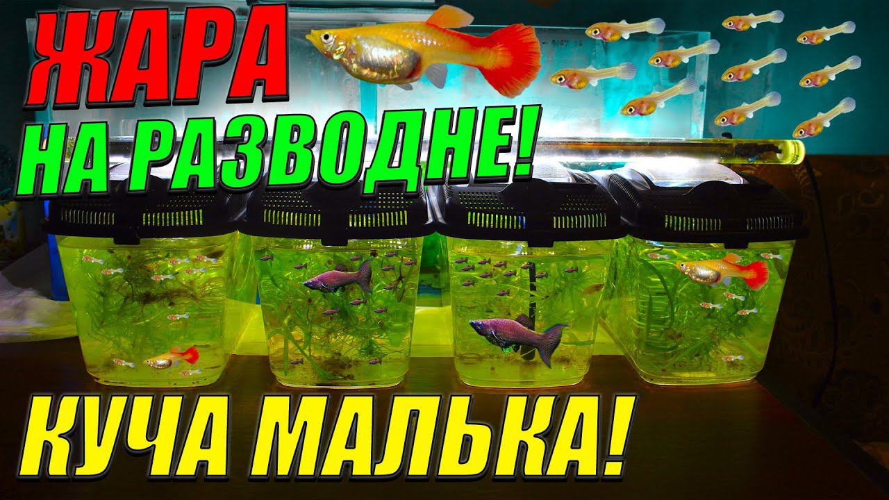 Жара на разводне! Ни дня без малька! [Обзор разводни и пересадка беременных самок нерестовики!] смотреть онлайн