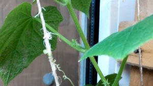 Огурцы на подоконнике. Первые завязи. Зимний огород 17.12.15 (2часть)