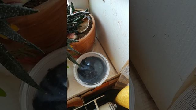 Подоконник с рассадой. Земляника. Петуния. Разное. смотреть онлайн