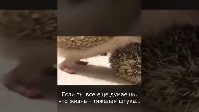 Если ты все еще думаешь, что жизнь тяжелая штука. смотреть онлайн