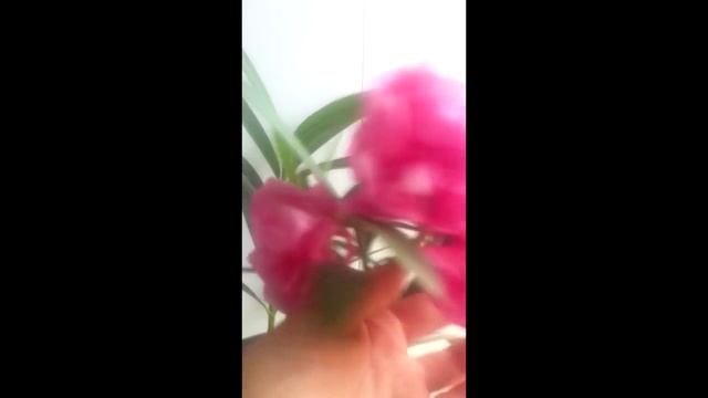 Цветущий Олеандр! Очень красиво смотреть онлайн