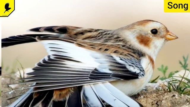 Как поёт пуночка? Овсянка пуночка пение Snow Bunting Song (Plectrophenax Nivalis)