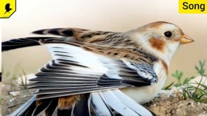 Как поёт пуночка? Овсянка пуночка пение Snow bunting song (Plectrophenax nivalis)