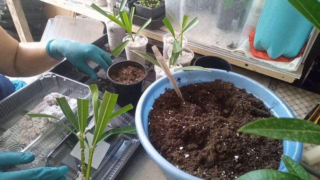 Олеандр, особенности ухода. Размножение, посадка. смотреть онлайн