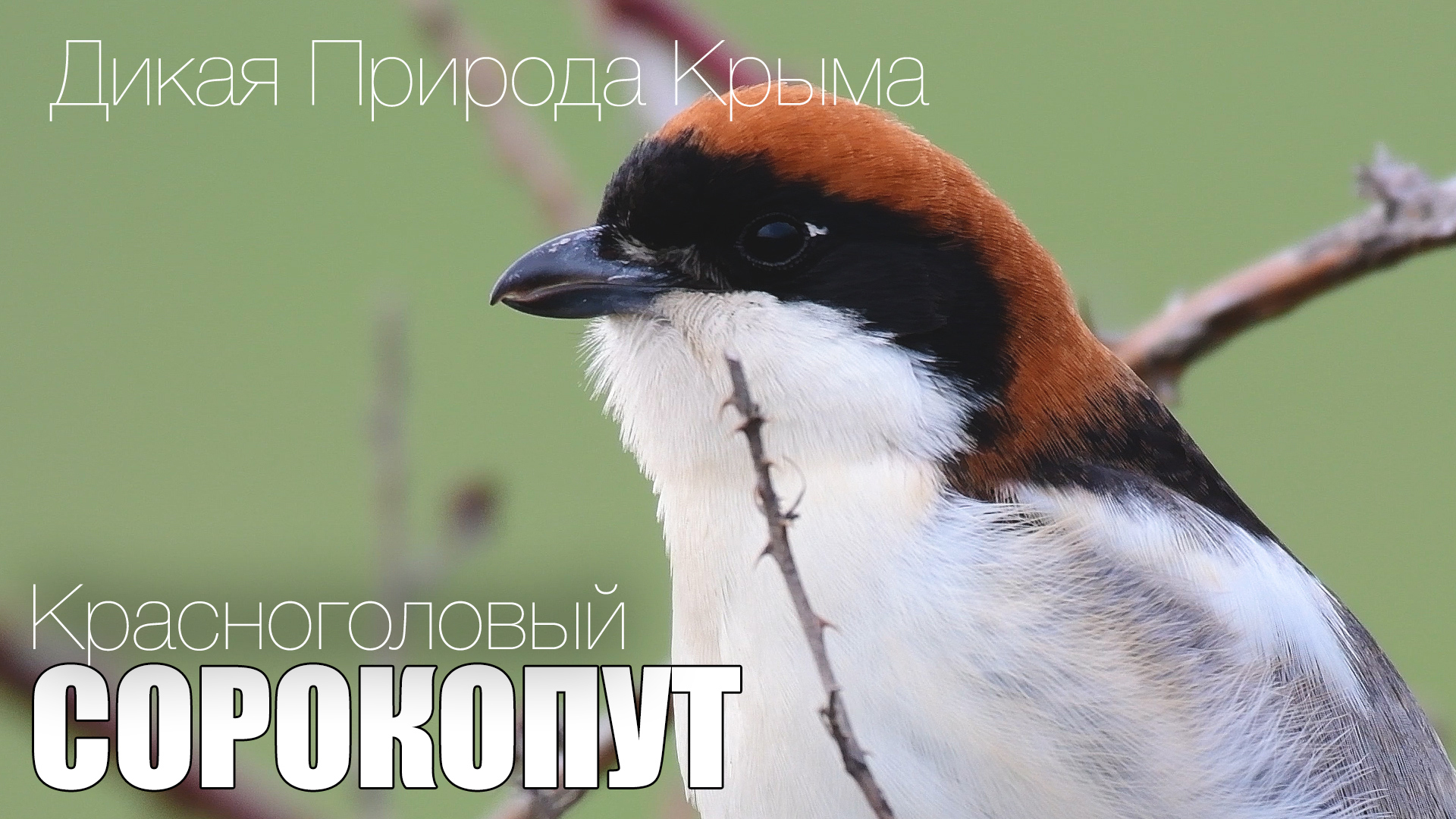 Красноголовый Сорокопут. Сольный концерт в Крыму. смотреть онлайн