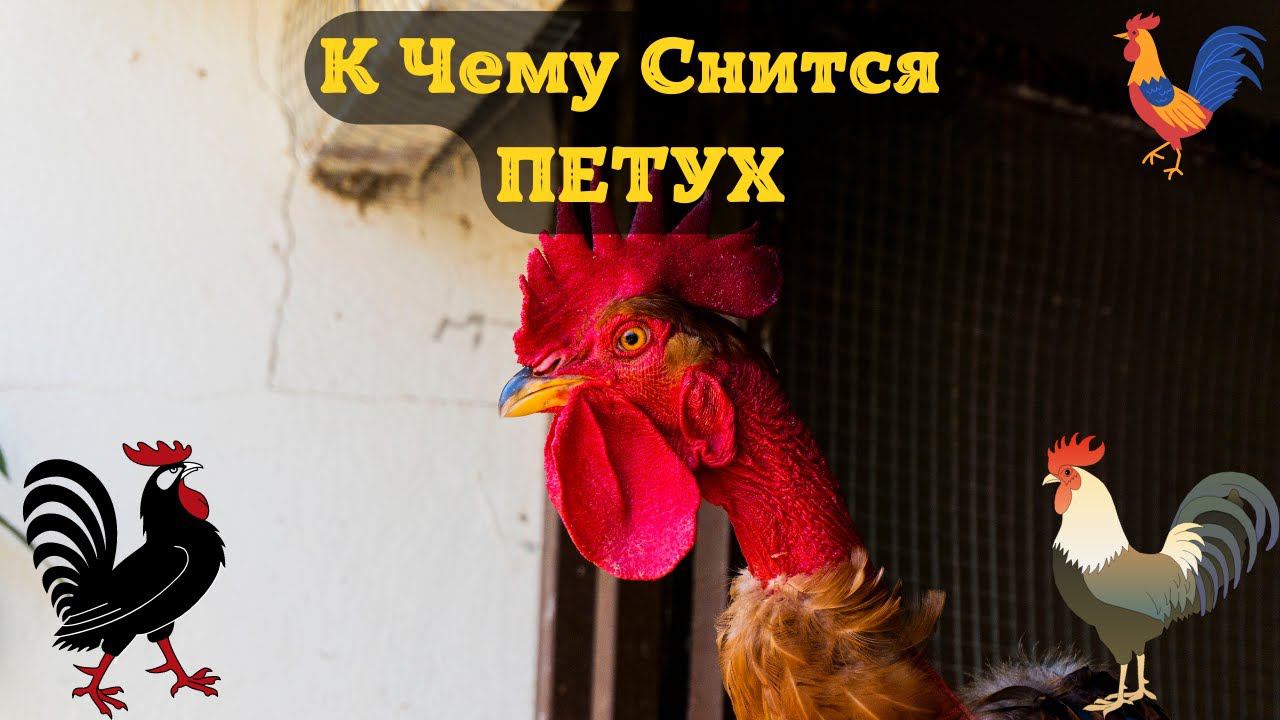 К Чему Снится ПЕТУХ Во Сне | Толкование снов | Сонник Sk1.online