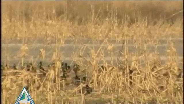 Let's Get Wet (1) смотреть онлайн