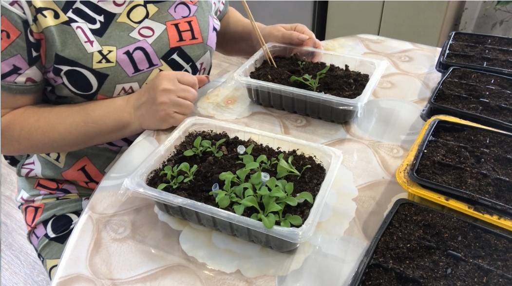 Пересадка петунии после всходов смотреть онлайн