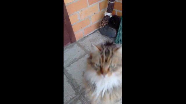 #Shorts Дикий кот cat смотреть онлайн
