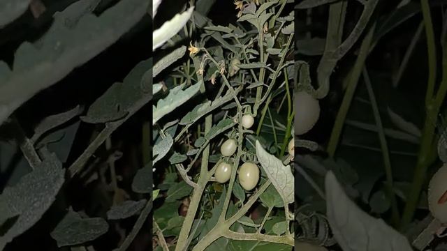 Beautiful of tomatoes at night that you will deep #short смотреть онлайн