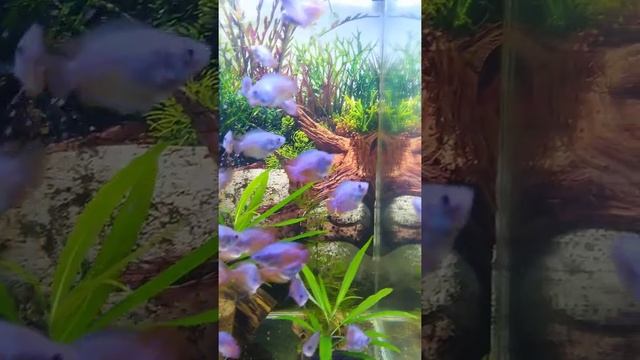 Лялиусы для тех, кто не знает до какого размера растить и в каком окрасе можно продавать смотреть онлайн