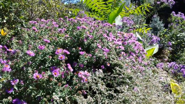 Pollinators galore. смотреть онлайн