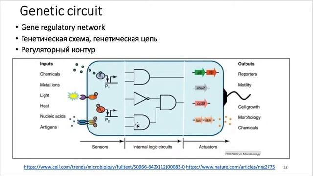 Лекция: Инженерная биология: от программирования компьютеров к программированию живых систем смотреть онлайн