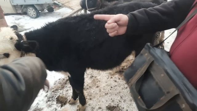 22 января 2023 г ФАРГОН КУВА МОЛ БОЗОРИ НАРХЛАРИ FARĢONA QUVA MOL BOZORI NARXLARI смотреть онлайн