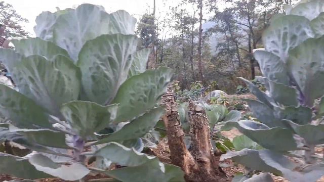 Kohima to Kigwema #village #happylife смотреть онлайн