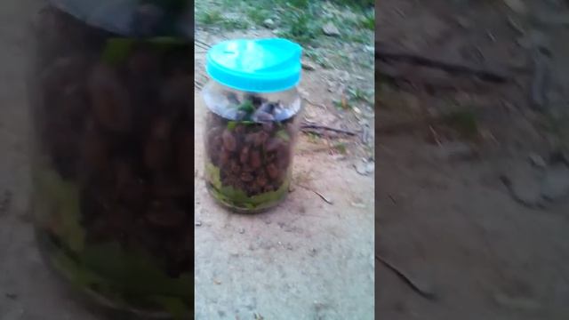 1часть про майских жуков.??????? смотреть онлайн