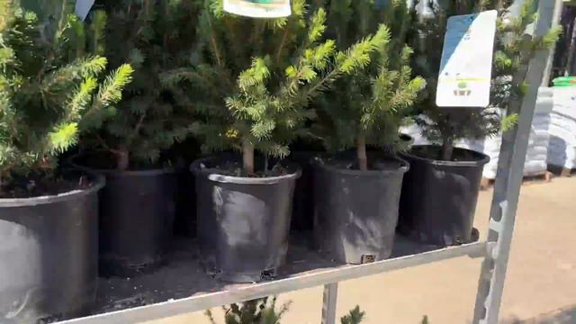Shop With Me at Lowe's PLUS: Plant Haul - 🌸🌺🌸🌺 смотреть онлайн