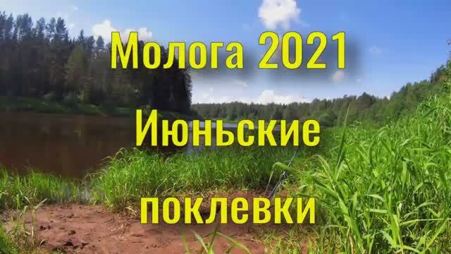 Молога 2021 июньские поклевки смотреть онлайн