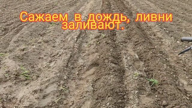 ДискоЕжи прошли испытания посадкой картошки...в сырую землю. смотреть онлайн