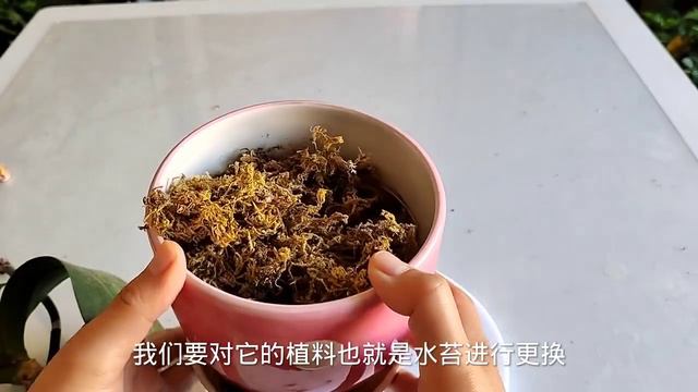 Phalaenopsis is prone to root rot in summer, so be sure to do this смотреть онлайн