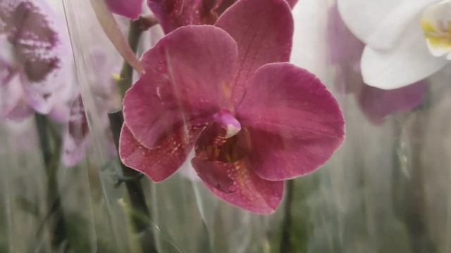 №363/ ПЕРВАЯ, ШИКАРНАЯ поставка орхидей ЭТОГО года в ЛЕРУА МЕРЛЕН на Новой Адыгеи