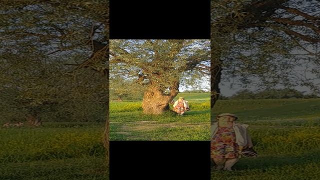 20230617 Дырявое дерево смотреть онлайн