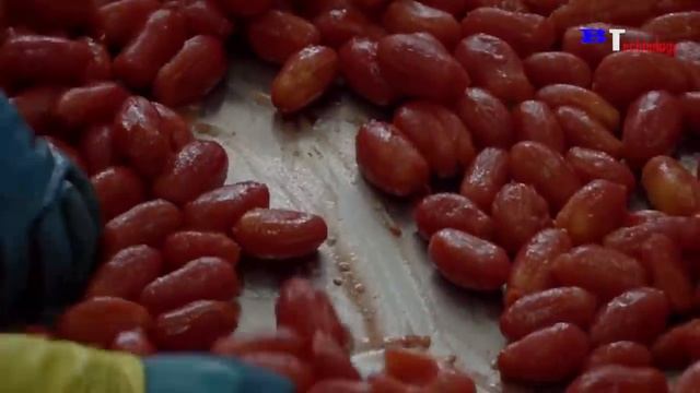 How Tomato Ketchup Is Made, Tomato Harvesting And Processing Process With Modern Technology смотреть онлайн