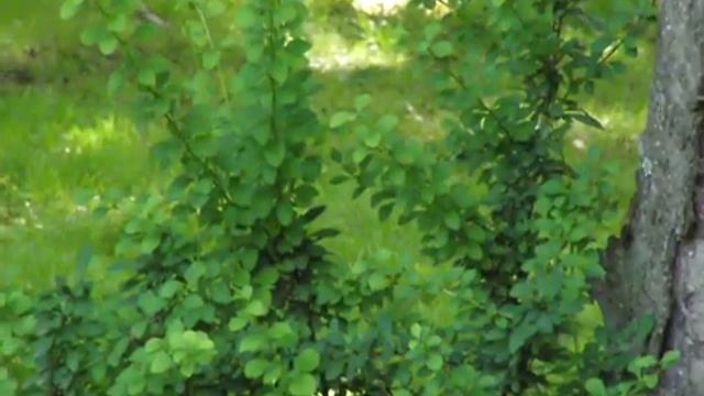 Olympus SP-590UZ 12 MP, 26X Optical Zoom Digital Camera Video Test смотреть онлайн